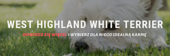 West Highland White Terrier
